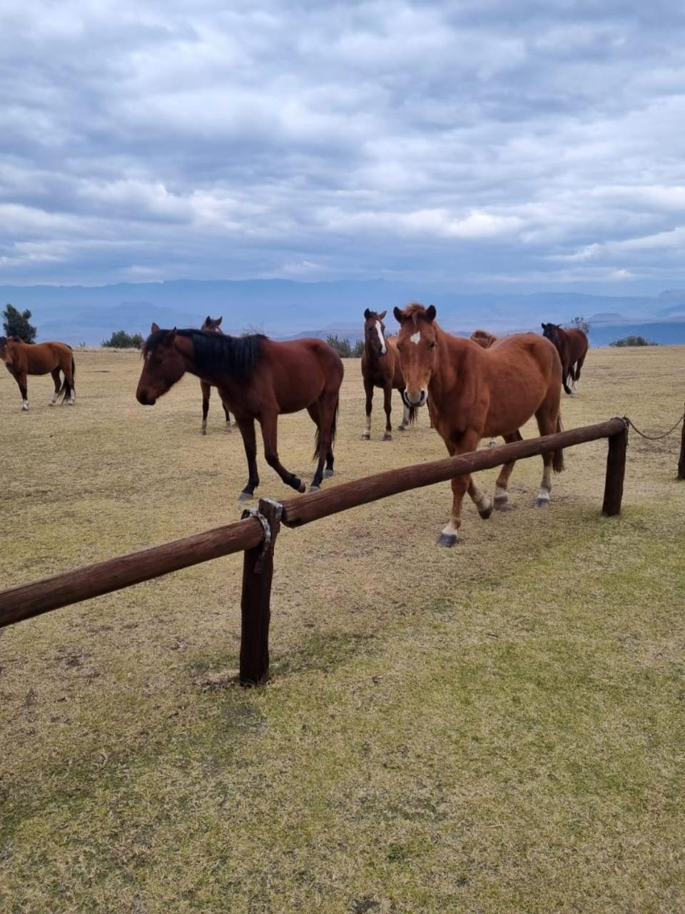 Drakensberg Mountain Retreat Guest House Bergville Ngoại thất bức ảnh
